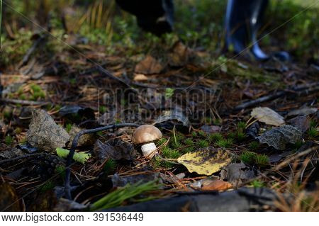Adult Feet In Dark Rubber Boots Going To A Small Brightly Lit White Boletus Mushroom In The Forest.