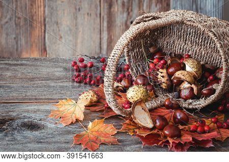 Autumn Nature Concept. Dogberry, Leaves In A Basket, Pumpkins An Fall Seeds On A Wooden Table.