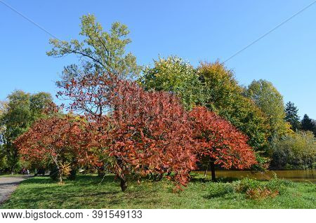 Minimalist Monochrome Background With Large Red And Orange Leaves And Small Flowers Of Rhus Shrub, C