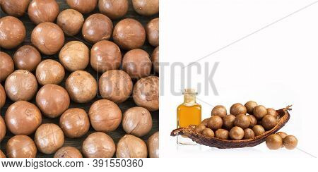 Macadamia Nuts And Oil - Macadamia Integrifolia