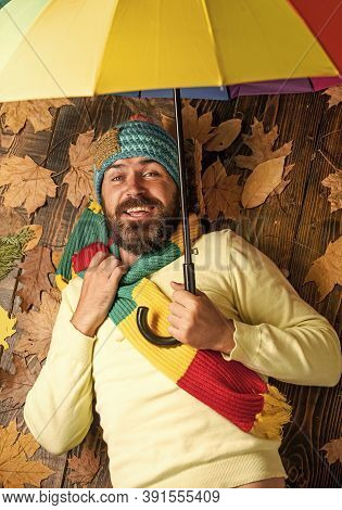Any Weather Is Good. Bearded Man Among Autumn Maple Leaves. Hipster Hold Colorful Umbrella. Harvest 