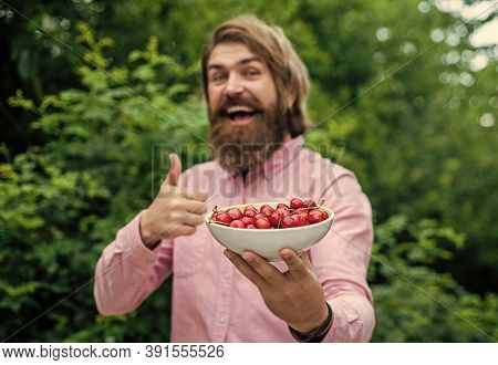 Green Healthy Food. Fresh Red Sour Cherries Harvest In Plate. Seasonal Cherry Harvest In Industrial 