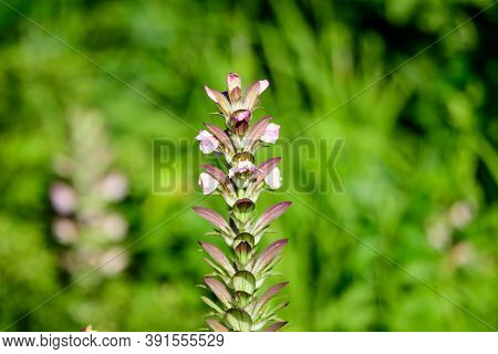 Many Small White Flowers Of Acanthus Mollis Plant, Commonly Known As Bear's Breeches, Sea Dock, Bear
