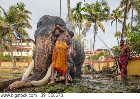 Fort Kochi, India - November 25, 2019: Unidentified indian men washing temple elephan, Cochin, Kerala, India
