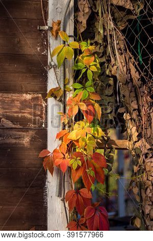 A Colorful Garland Of Virginia Creeper (parthenocissus Quinquefolia) Creeping Along The Facade Of Th