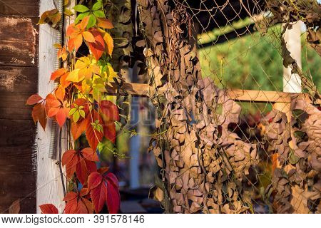 A Colorful Garland Of Virginia Creeper (parthenocissus Quinquefolia) Creeping Along The Facade Of Th