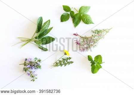Various Kinds Of Fresh Garden Herbs, Fumaria Officinalis, Dandelion, Glechoma, Lemon Balm, Raspberry