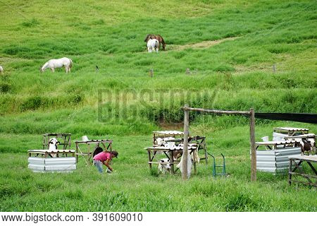 Cows Grazing On A Green Field With Farmer Milking The Cow. Amparo, State Of Sao Paulo, Brazil. Octob