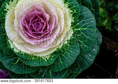 Acephala Or Brassica Oleracea Decorative. Macro Photo Of Blooming Purple Decorative Cabbage. Close-u