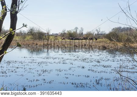 A Herd Of Horses On The Other Side Of A Forest Reservoir, Stratiotes Plant In A Forest Lake