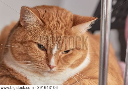 Portrait Of A Red-and-white Cat With Smooth Hair, Obese