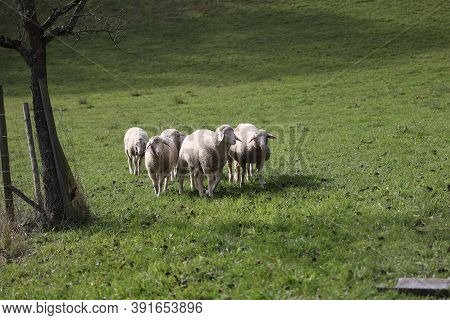 A Herd Of White Sheep Grazes On A Fenced Pasture
