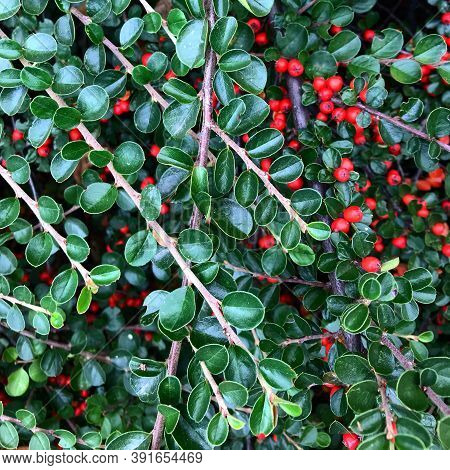 Green Bush With Small Round Leaves And Small Red Berries