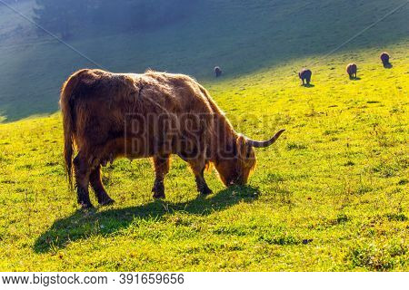 Picturesque thoroughbred horned Scottish bulls graze on a grassy pasture. Logarska Valley, Slovenia. Magnificent golden autumn in the mountains. Eastern Europe, Alps. Sunny day