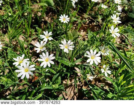 Forest Starfish. Delicate White Flowers In The Forest. Antidiabetic Agent, Natural Sweetener. Beauti