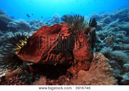 Corallina indonesiana