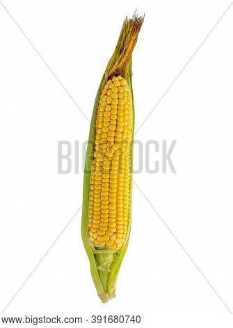 Zea Mays. Ripe And Fresh Corn On The Cob Isolated On A White Background.