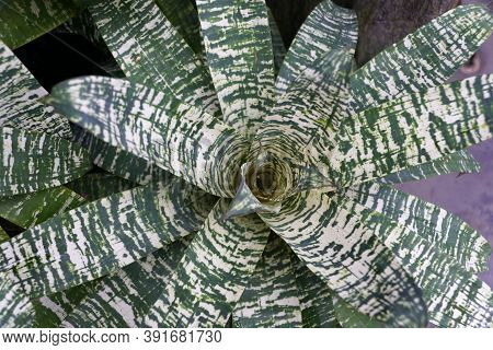Green And White Leaves Of Vriesea 'ice' Tropical Plant
