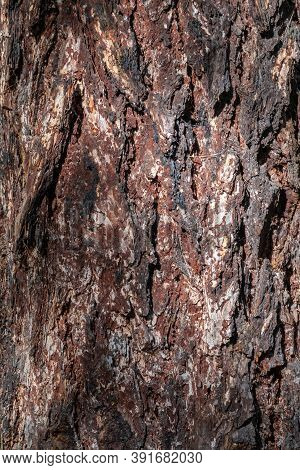 Bark Of Pine Tree. The Texture Of Spruce Bark. Seamless Tree Bark Background. Brown Texture Of The O