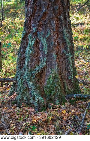 Trunk And Bark Of Old Larch Tree With Moss. The Texture Of Spruce Bark. Brown Texture Of The Old Tre
