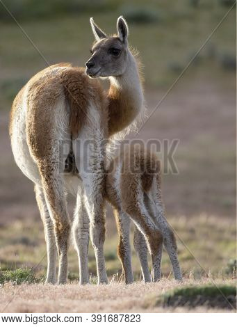 Portrait Of A Guanaco With Its Baby Calf, Guanaco Mammal With Its Baby Calf