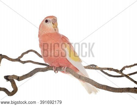 Bourke Parrot In Front Of White Background