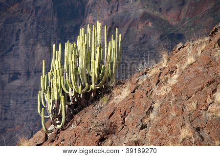 Vegetación típica de Canarias