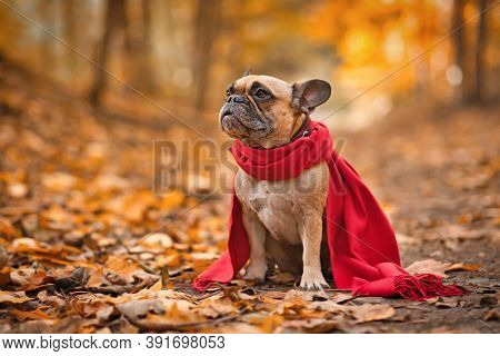 French Bulldog Dog Wearing Red Scarf Sitting In Forest Covered In Orange Autumn Leaves