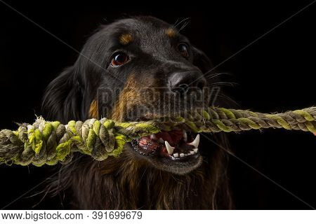 Black Hovawart Portrait. Hovawart Femaile Dog On Black Background. Black Dog Close-up Portrait For C