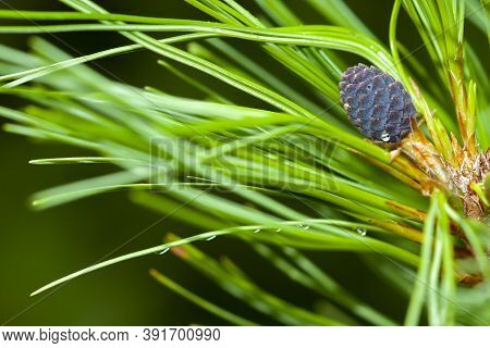 A Young Growing Cedar Cone On A Fluffy Green Branch Covered With Needles. Close-up, Selective Focus