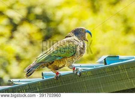 Nestor Notabilis, Kea is an endemic mountain parrot in Arthur's Pass - Southern Alps, New Zealand. It is a very smart, omnivorous bird 