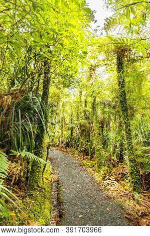 Pororari River Jungle Track in Paparoa National Park in the New Zealand