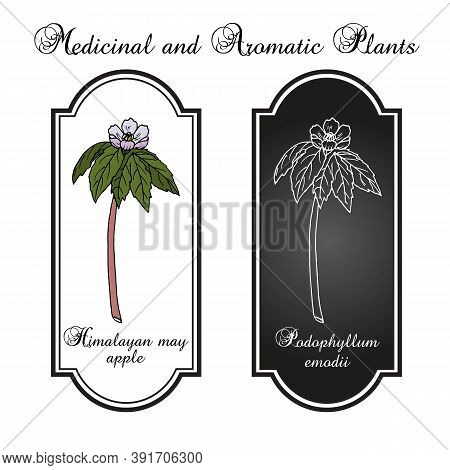 Himalayan May Apple Podophyllum Emodi , Medicinal Plant. Hand Drawn Botanical Vector Illustration