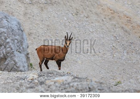 Kozica (rupicapra Carpatica)