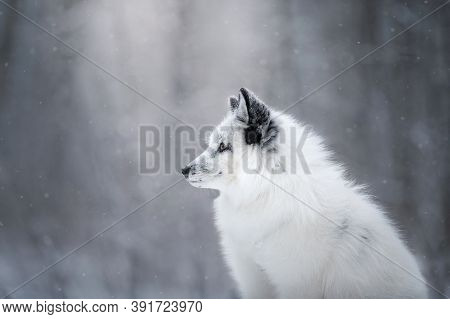 White Fluffy Fox In The Snow. Wild Animal In Nature