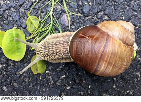 Small Garden Snail In Shell Crawling On Wet Road, Slug Hurry Home. Snail Slug Consist Of Edible Tast