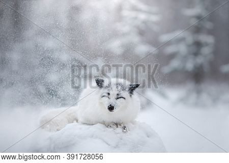 White Fluffy Fox In The Snow. Wild Animal In Nature