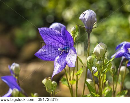 Closeup Of The Purple Flower And Buds Of Platycodon Grandiflora, Balloon Flower