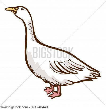 Goose Hand Drawn Icon. Domestic Bird. Waterbird Large With Long Neck, Short Legs.