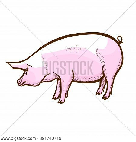 Pig Hand Drawn Icon. Swine, Piglet. Hog-raising Farm, Piggery. Pork Production. Domestic Animal.