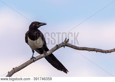 Magpie Or Pica Pica Perched On A Tree Branch On Sky Background.