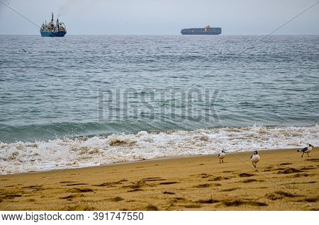 Seagulls At The Beach Of The Pasific Ocean