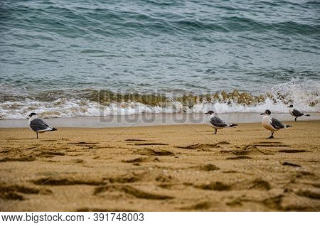 Seagulls At The Beach Of The Pasific Ocean