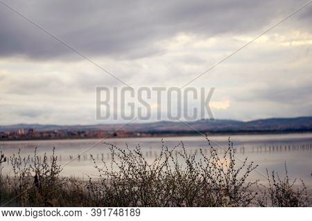 The Salty Lake Pomorie. A Swarm Of Sea Gulls Is Sitting On A Multiple Wooden Polls Stucked Into A Sa