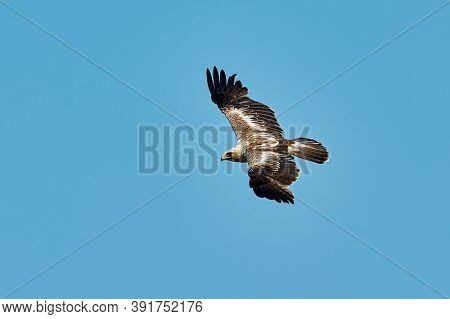 The Booted Eagle in flight (Aquila pennata)