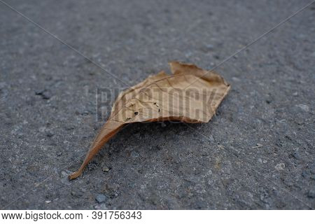 Bengal Almond (terminalia Catappa)  - Leaves Fall In The Dry Season, Red Leaves On The Road, Close U