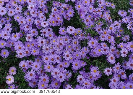 Aster Dumosus With Lots Of Violet Flowers  In October