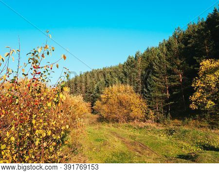 Autumn Rural Road Landscape. Autumn Forest Path Through The Field. Road Track In Rural Areas. Natura