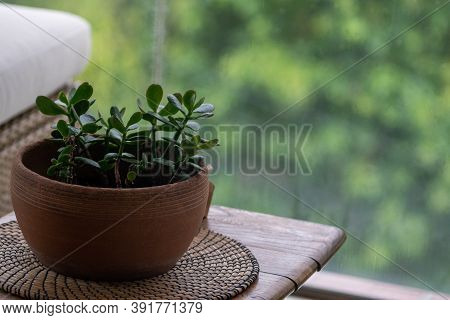 Pretty Succulent House Plant In Terracotta Plant Pot