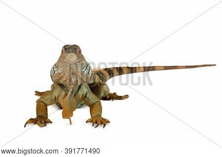Studio Shot Of A Large Iguana Isolated On A White Background